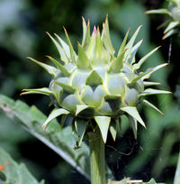 Artichoke Flower Buds on Garden Plant