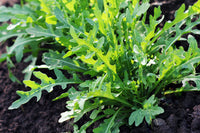 Arugula plant with peppery green leaves in garden