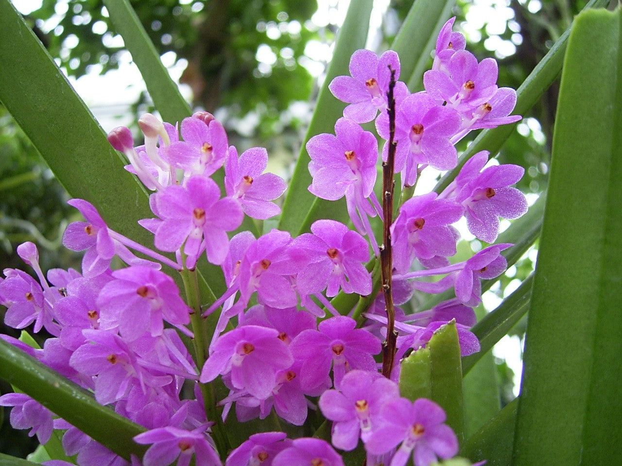 Purple White Ascocentrum Flower seeds for Planting Seasonal Bloomer Heirloom & GMO Free Seeds for Home Garden
 
 Sale