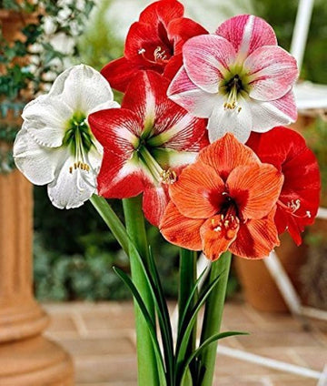 Ash Amaryllis Seeds for Planting