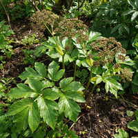 Ashitaba (Angelica keiskei) vegetable seeds for planting in home gardens.