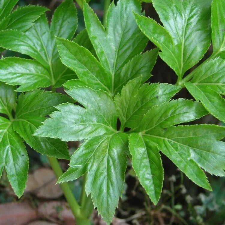 Ashitaba green leaf seeds suitable for kitchen gardens and containers.