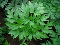 Ashitaba seeds for growing leafy herbs in kitchen gardens.