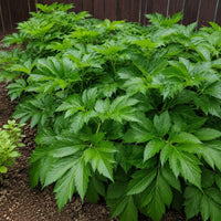Healthy Ashitaba herb growing in a container garden with lush green leaves