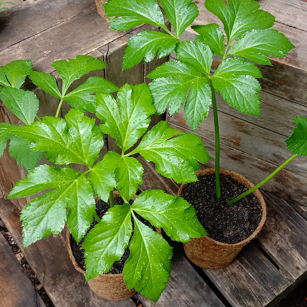 Healthy Ashitaba plant with lush green leaves growing outdoors