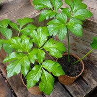 Healthy Ashitaba plant with lush green leaves growing outdoors