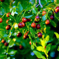 Asian Date Jujube fruit tree growing in a sunny outdoor landscape.