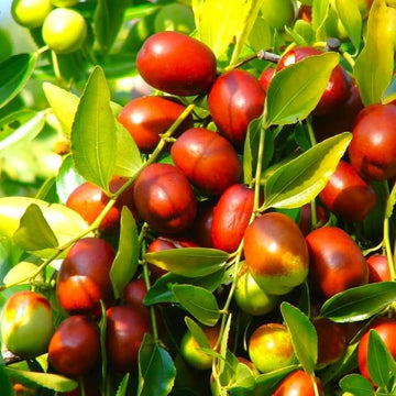 Asian Date Jujube tree seeds for planting in home gardens and orchards.