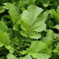Healthy Asian mustard green plants growing in a raised garden bed.