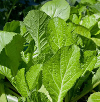 Asian mustard green seeds for home garden and outdoor vegetable planting.