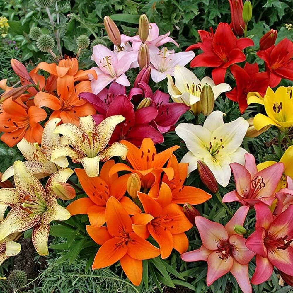 Asiatic Lilies Mix bulbs for colorful garden planting.