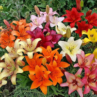 Asiatic Lilies Mix bulbs for colorful garden planting.