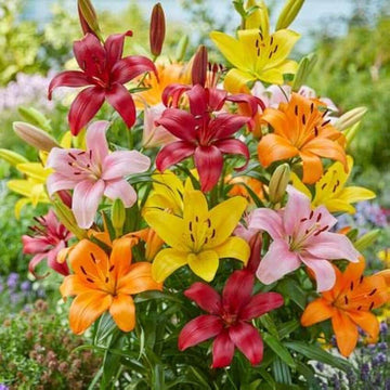 Asiatic Lily Mix bulbs for colorful outdoor garden planting.