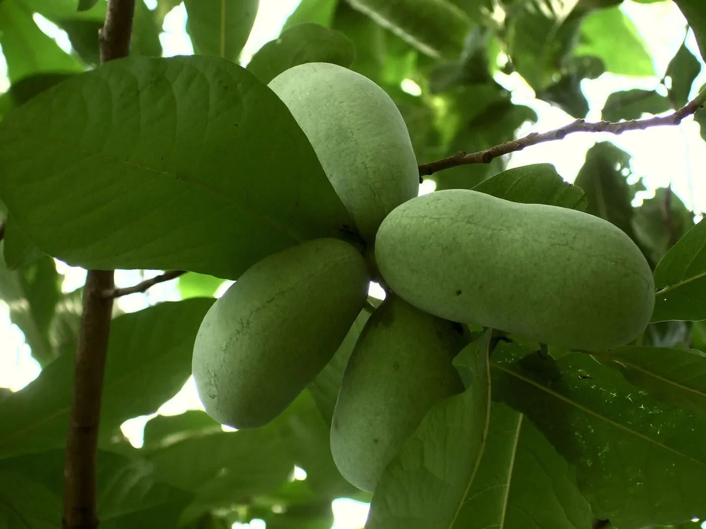 Edible pawpaw fruit tree cultivated from Asimina Triloba seeds in a garden