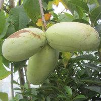 Close-up of Cultivated Improved Asimina triloba seeds ready for sowing