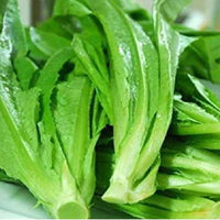 Fresh celtuce plants thriving in a raised garden bed.