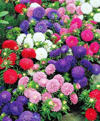 Aster Dwarf Mix seeds for colorful annual flower gardens.