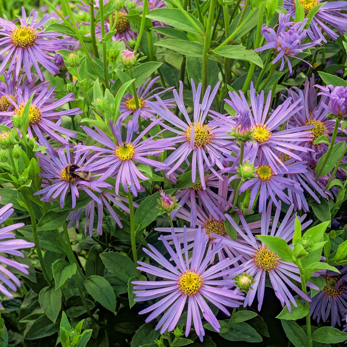 Blue Frikartii Flower Seeds for Planting