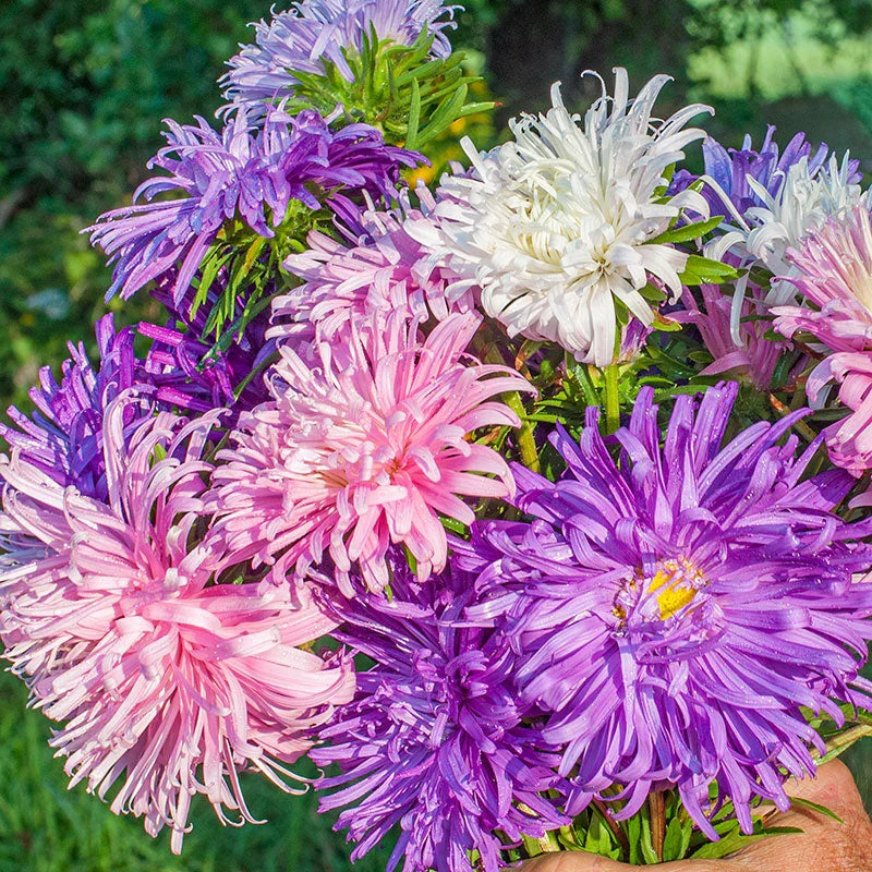 Large colorful Aster King Size Mix flowers blooming in a garden