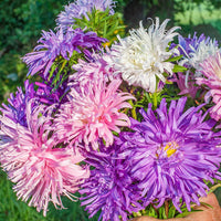Large colorful Aster King Size Mix flowers blooming in a garden