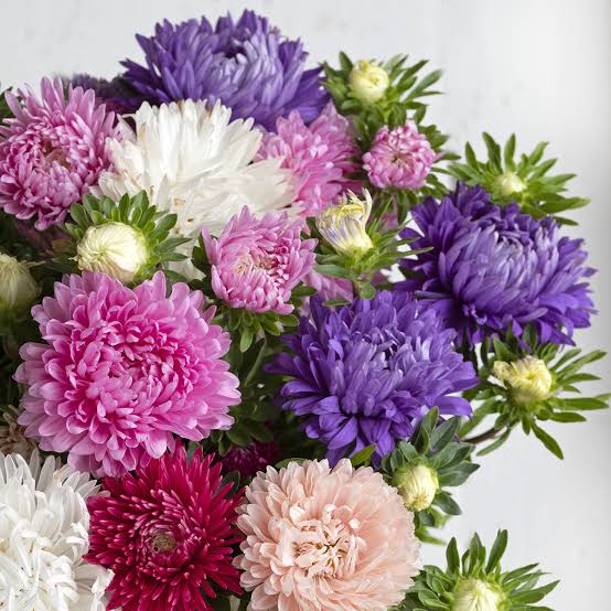 Aster King Size Mix seeds for home garden planting
