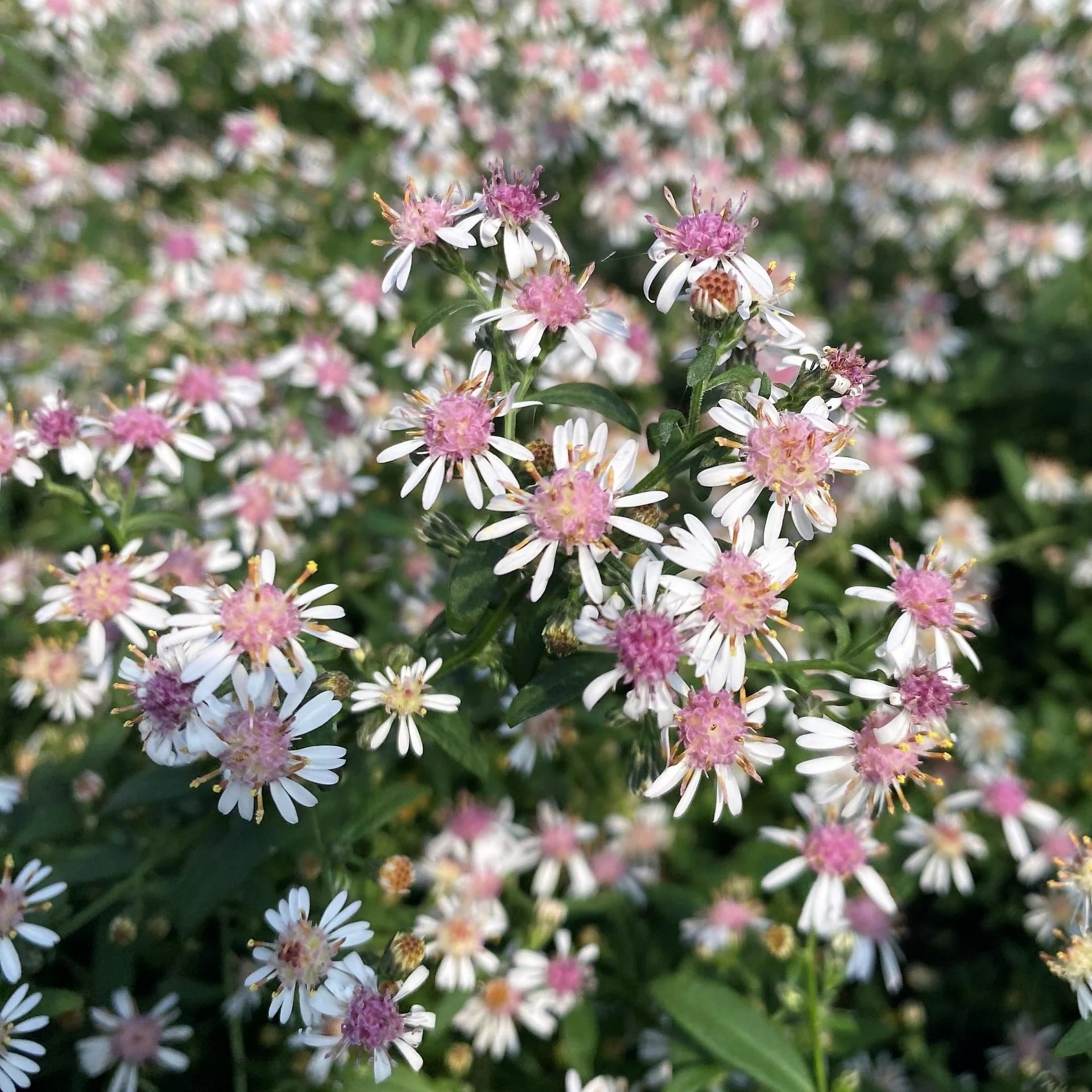 Pink White Lateriflorus Flower Seeds for Beautiful Garden Planting