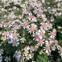 Pink White Lateriflorus Flower Seeds for Beautiful Garden Planting