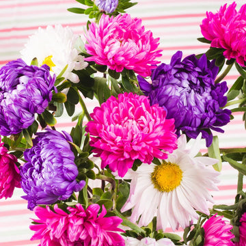 Aster Princess Mix annual flower seeds for garden planting