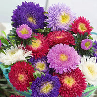 Colorful Aster Princess Mix flowers blooming in a garden