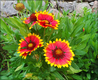 Blanket Flower Gaillardia Seeds for Easy Planting