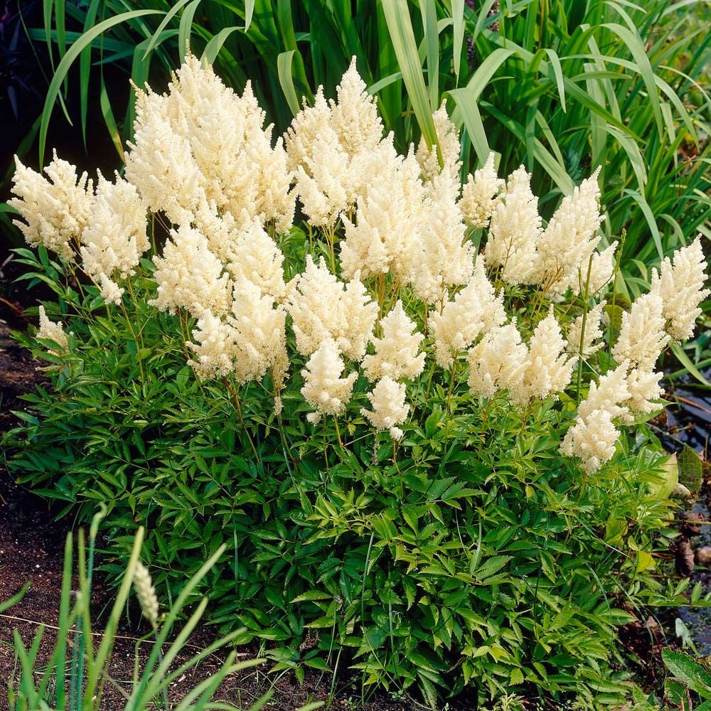Pink Astilbe Feathery Plume Flowers