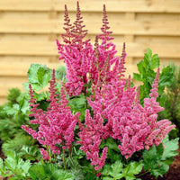 Astilbe Pumila Seeds for Planting