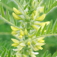Astragalus seeds Astragalus membranaceus hardy perennial herb