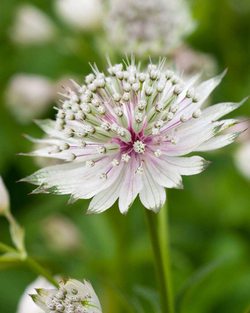 Astrantia Major Flower seeds for Planting Easy to Grow Heirloom & GMO Free Seeds for Home Garden