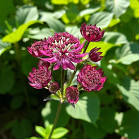 Purple Astrantia Flower Seeds for Planting