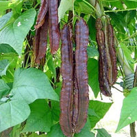 Climbing Purple Winged Bean vine with green foliage