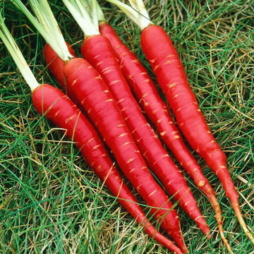 Atomic Red Carrot Seeds for Planting