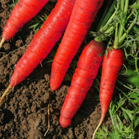 Atomic Red Carrots Growing in Home Vegetable Garden