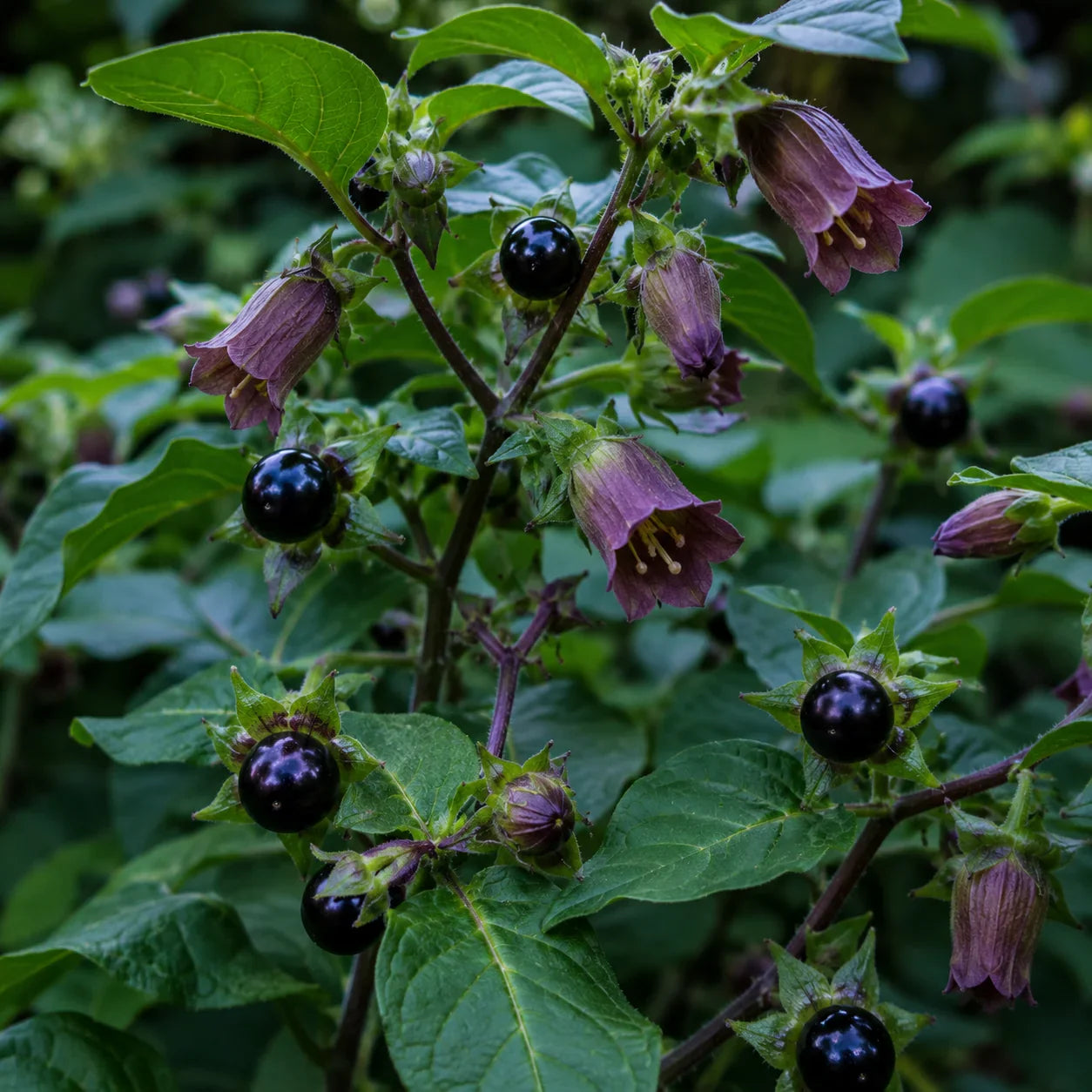 Atropa Belladonna plant seeds for ornamental home gardening and botanical collections