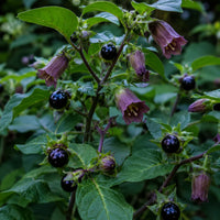 Atropa Belladonna plant seeds for ornamental home gardening and botanical collections