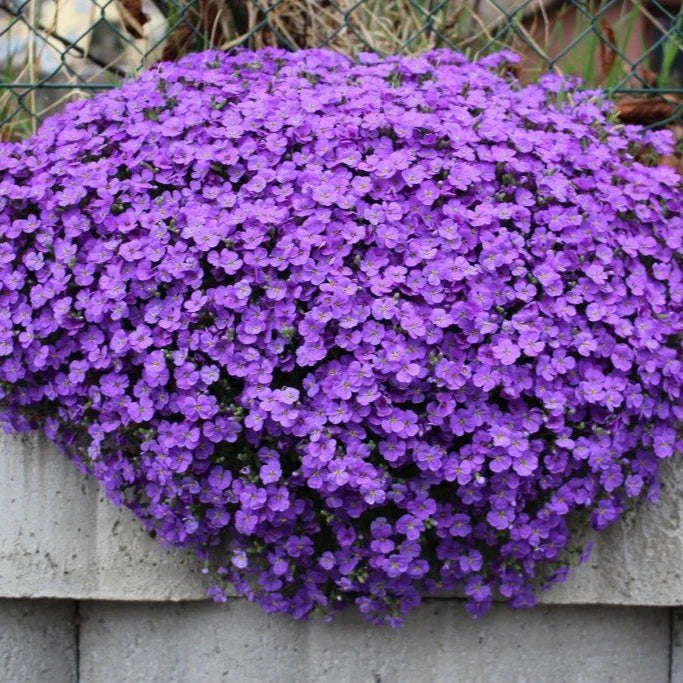 Lavender Aubrieta Cultorum Flower Seeds for Planting Fragrant Blossoms Heirloom & GMO Free Seeds for Home Garden
 
 Sale