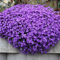 Violet Aubrieta Flower Seeds for Planting Perfect for Borders Heirloom & GMO Free Seeds for Home Garden
 
 Sale