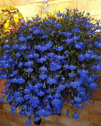 Dark Blue Aubrieta used as ground cover along garden border