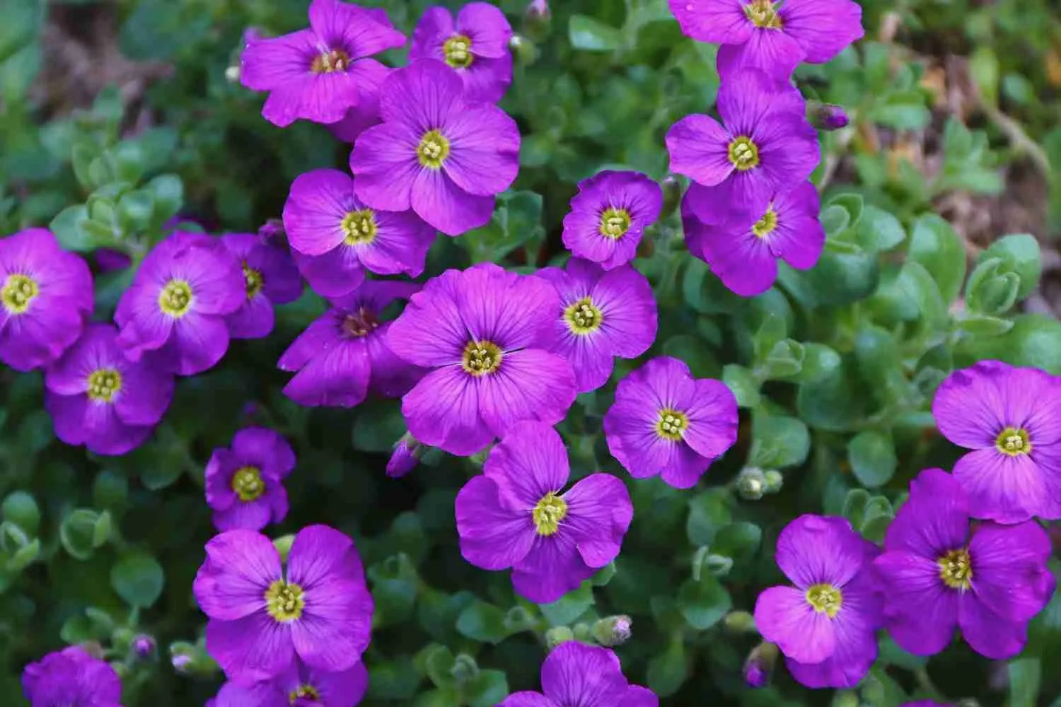 Purple Cascade Flower Seeds – Fragrant Blossoms Heirloom & NonGMO Seeds for Home Garden
 
 Sale