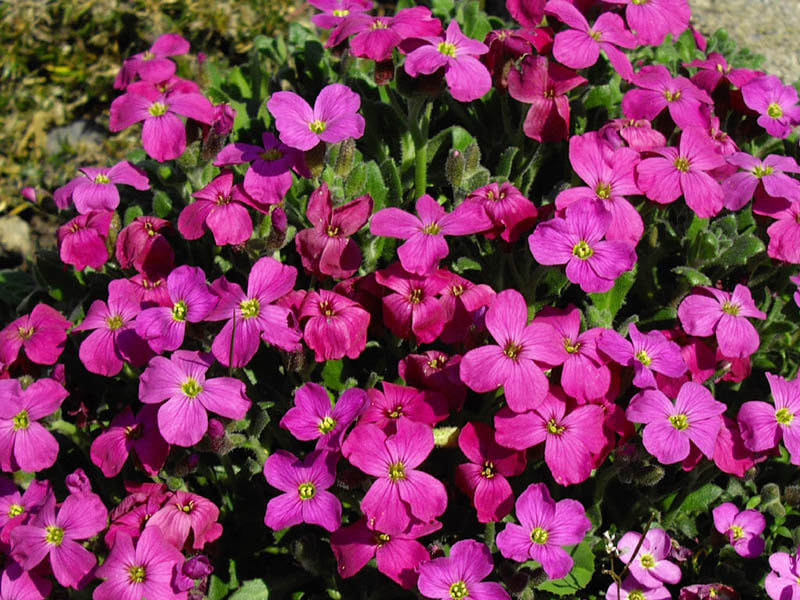 Aubrieta Seedlings Growing