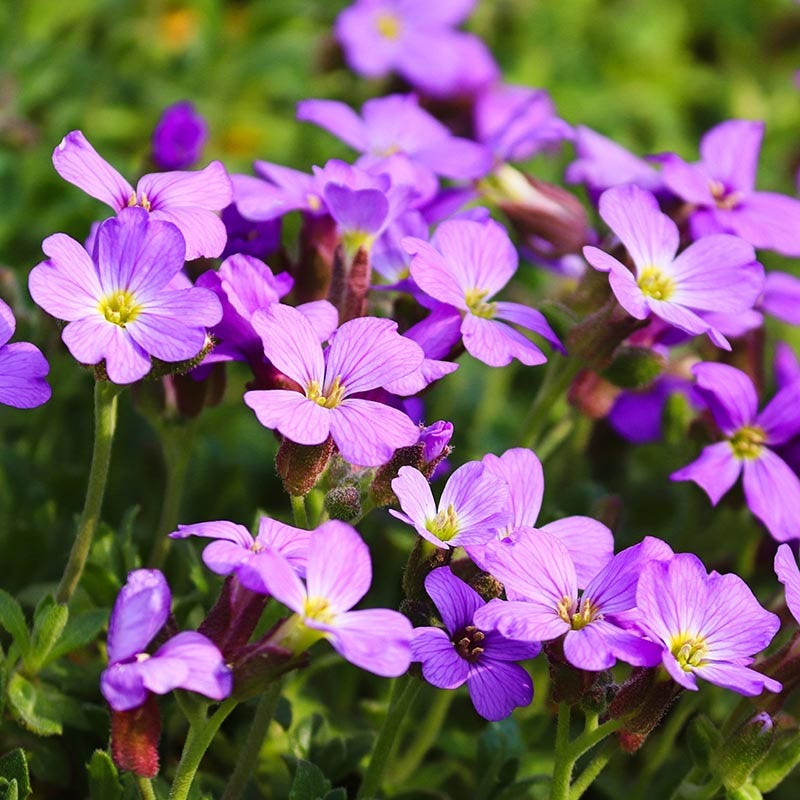 Cress Perennial Flower seeds for Planting - Easy to Grow, Heirloom & GMO Free Seeds for Home Garden