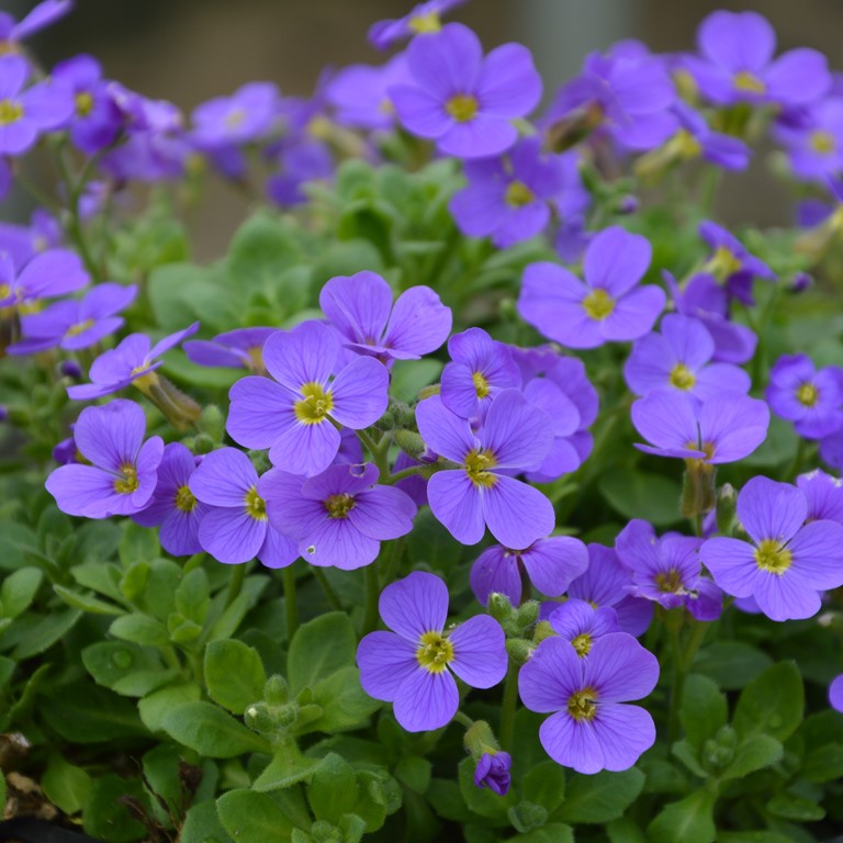 Aubrieta Ground Cover with Blue Flowers