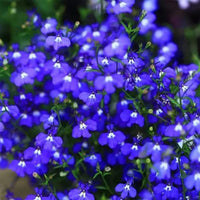Aubrieta Cultorum planted in a rock garden with mixed colors