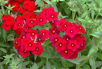 Healthy Red Aubrieta Seedlings Growing Indoors