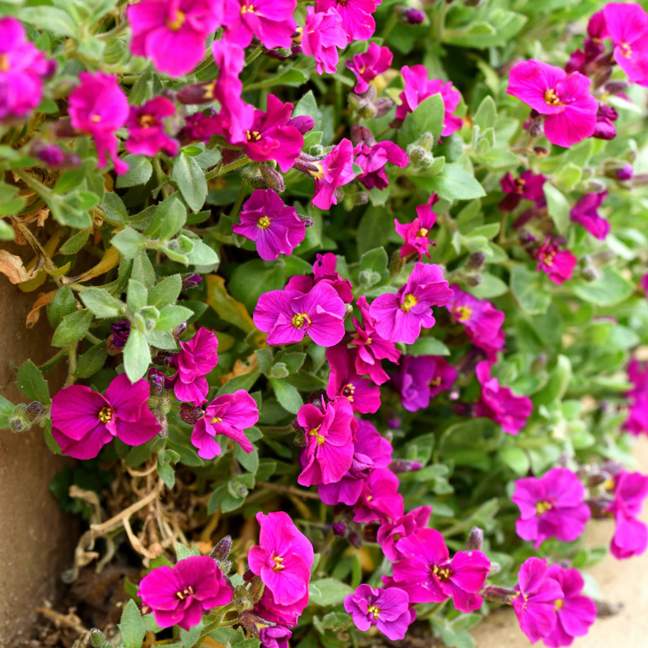 Aubrieta Seeds